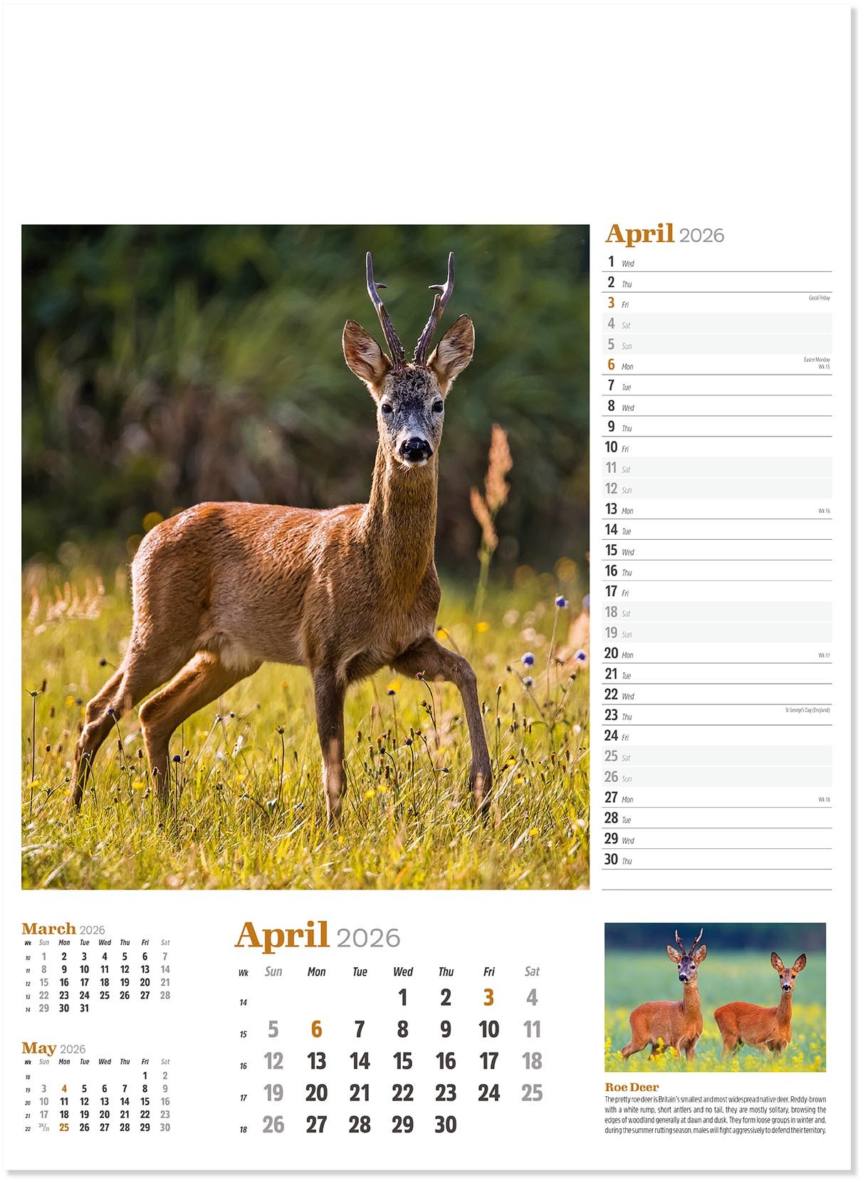 Wildlife in Britain Wall Calendar
