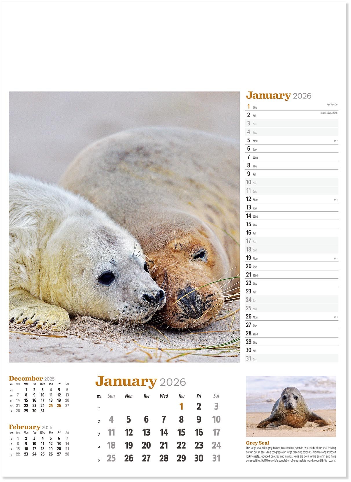 Wildlife in Britain Wall Calendar
