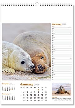 Wildlife in Britain Wall Calendar