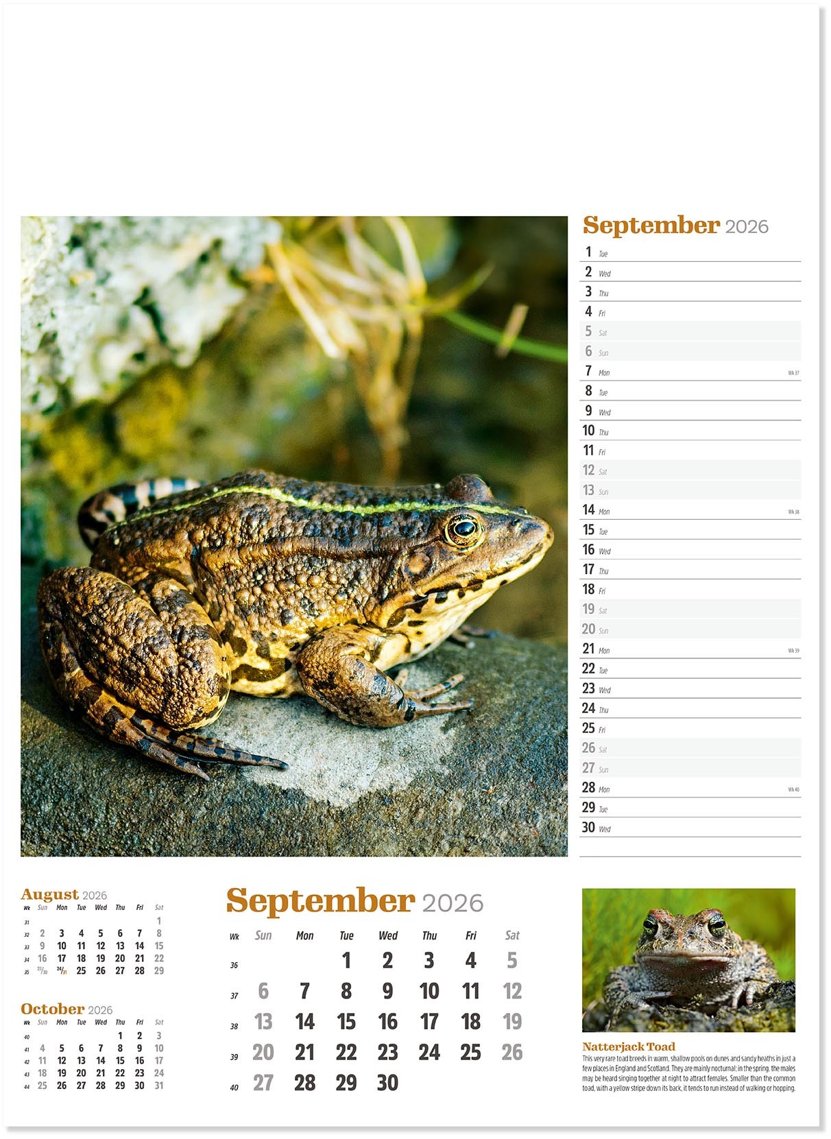 Wildlife in Britain Wall Calendar