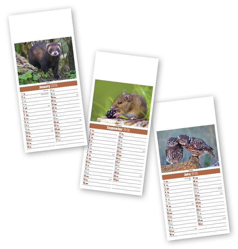 Slimline British Wildlife Compact Calendar